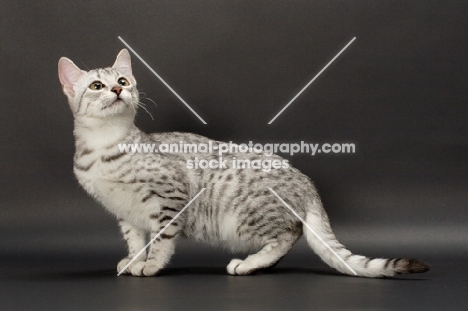 Egyptian Mau looking up, silver spotted tabby
