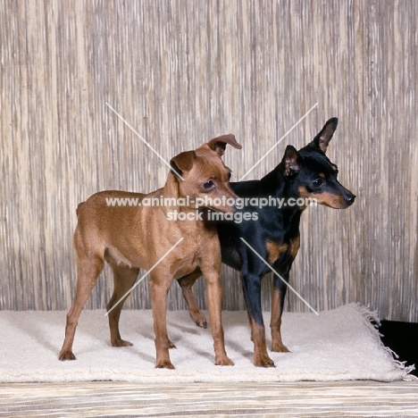 ch hayclose bralstan lemon (left), ch shumah parasol (right), two miniature pinschers