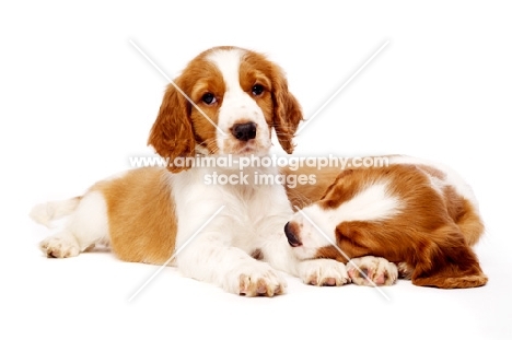 Welsh Springer Spaniel