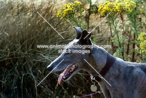greyhound, wearing collar and name tag