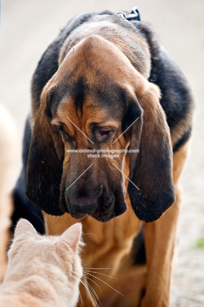 Bloodhound dog sniffing and looking at a cat that is seated in front of him