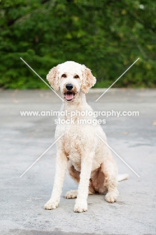 Goldendoodle sitting down