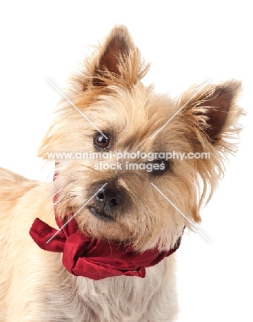 Cairn Terrier portrait