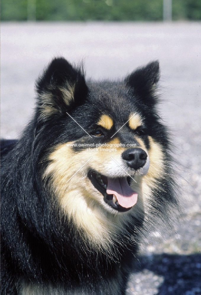 Finnish Lapphund, Suomenlapinkoira, portrait