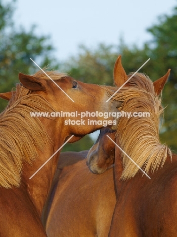 Suffolk Punches grooming