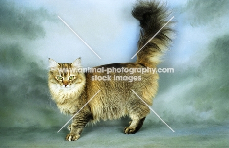golden tiffanie cat