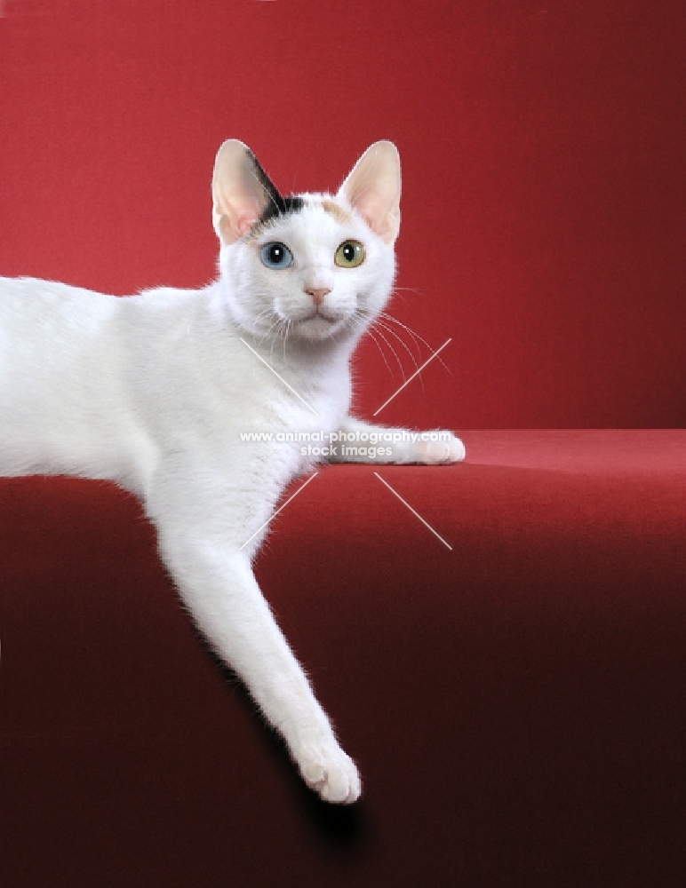 Japanese Bobtail cat head and shoulders