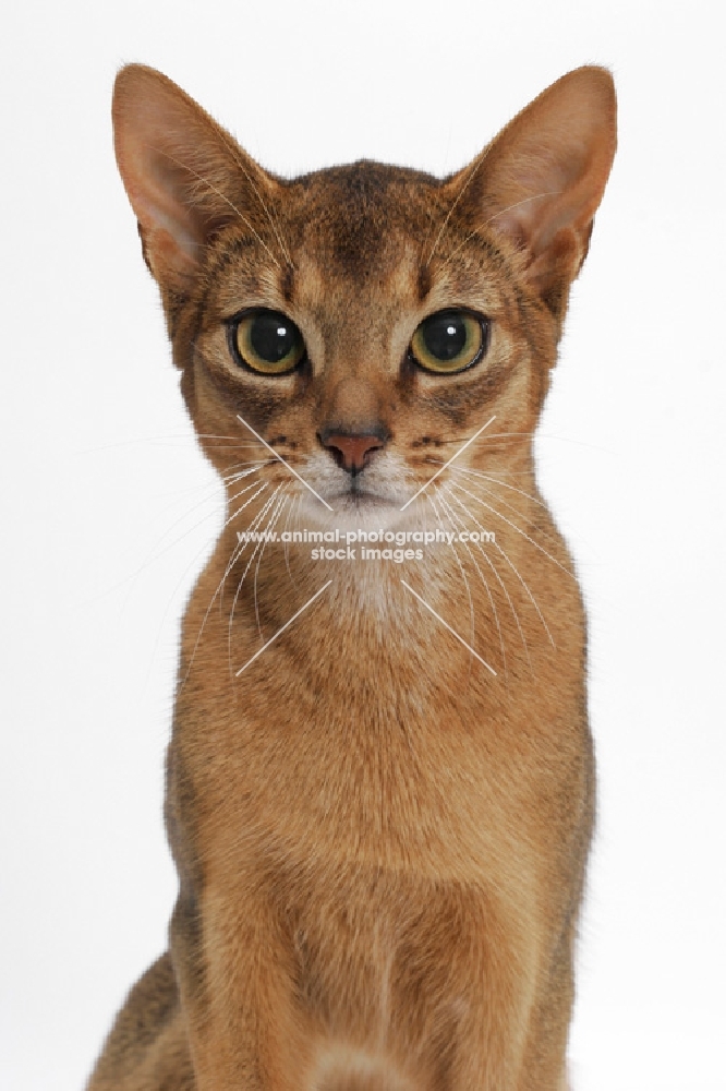 ruddy Abyssinian, shoulders up