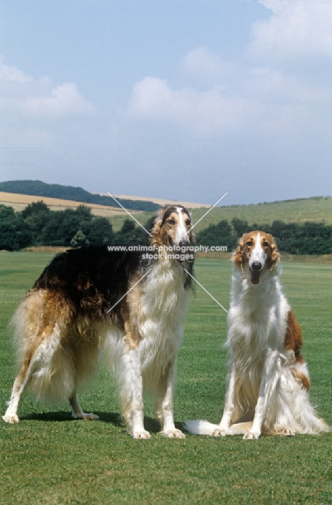 two borzois in countryside