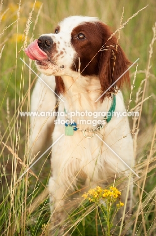 Irish red and white setter licking lips