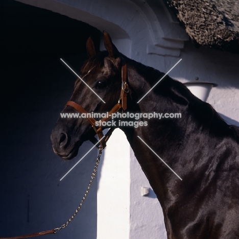 Flying Drumstick, Danish Thoroughbred head and shoulders  