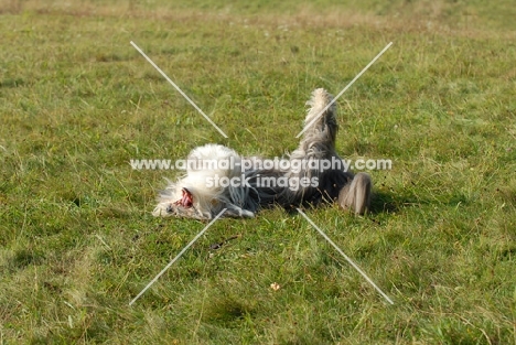 Bearded Collie rolling around