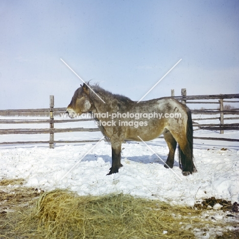 yakut pony in snow in enclosure