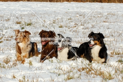 four Australian Shepherd Dogs in field