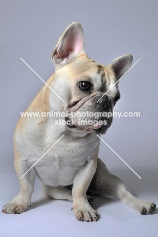 French Bulldog