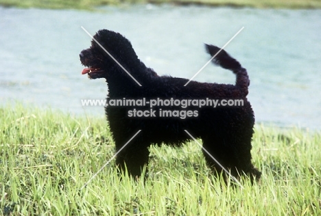 portuguese water dog in retriever clip near water in usa