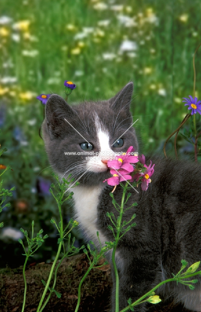 blue and white kitten smelling flowers