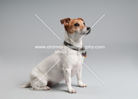 Parson Russell terrier looking inquisitive in studio.