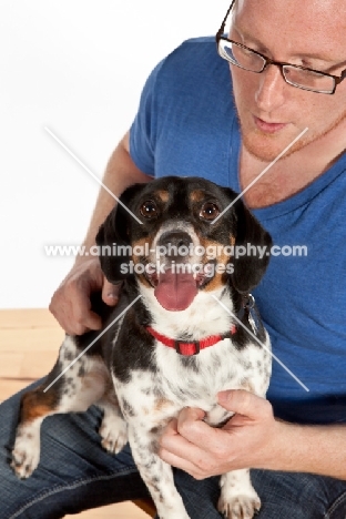 man with Dachshund x Beagle mix (also known as Doxle, Doxie, Beaschund)