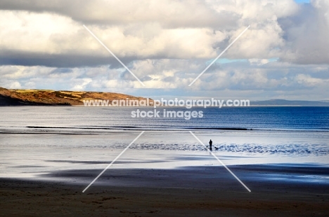 woman walking with 2 dogs on the beach at the Pembrokeshire coast in Wales