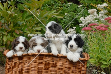 Bearded Collie puppies in basket