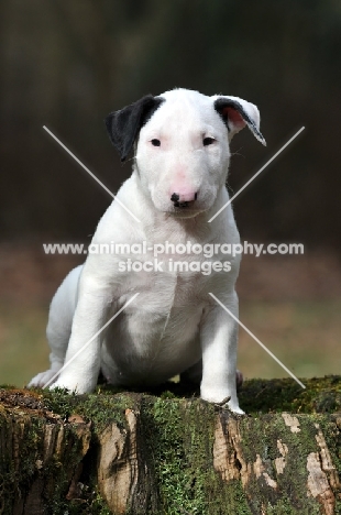 Bull Terrier puppy