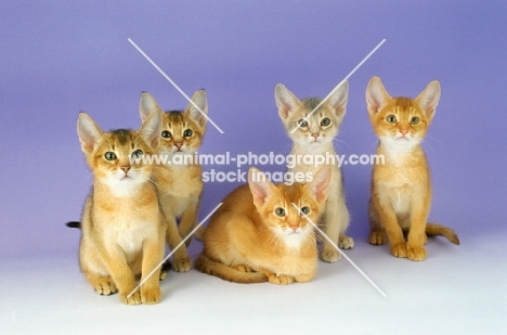 five abyssinian kittens
