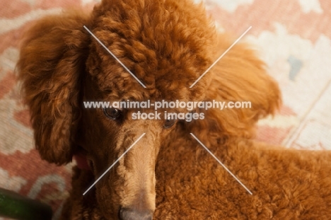 red standard Poodle, close up