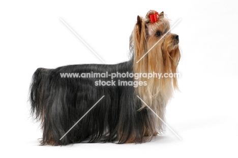 Australian Champion Yorkshire Terrier