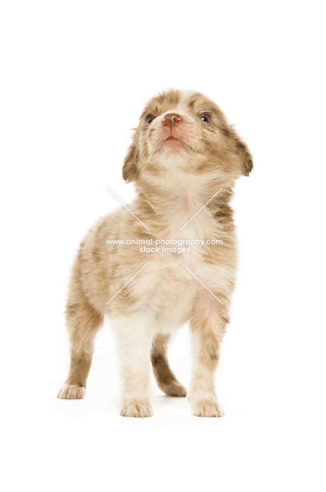 border collie puppy standing isolated on a white background