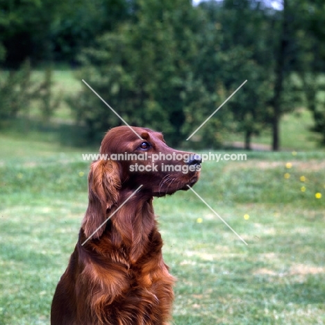 tosca,  irish setter looking away