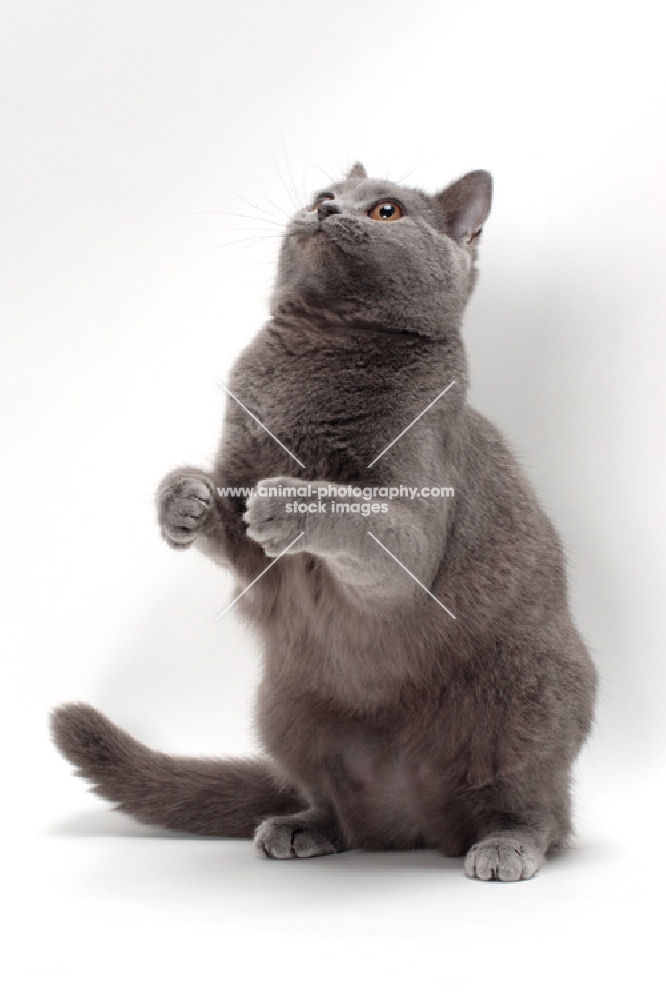 Chartreux cat about to catch