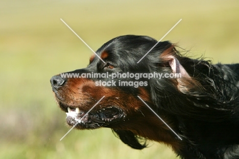 Gordon Setter portrait