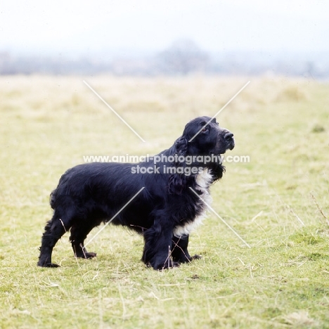 field spaniel from mittina kennels standing in a field
