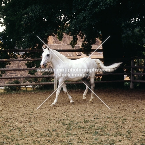 Pluto Alda, Lipizzaner stallion at piber