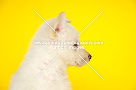 White German Shepherd (aka Alsatian) puppy on a yellow background