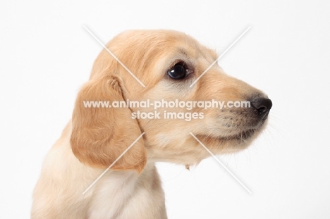 Saluki puppy portrait