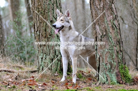 Saarloos Wolfhound