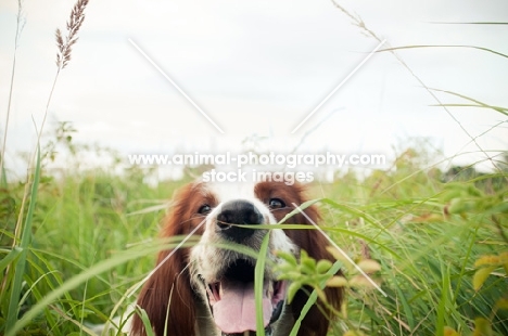 Irish red and white setter looking towards camera