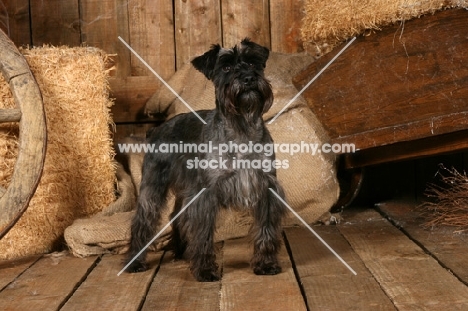 Miniature Schnauzer in barn