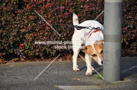 Jack Russell Terrier smelling lamp post