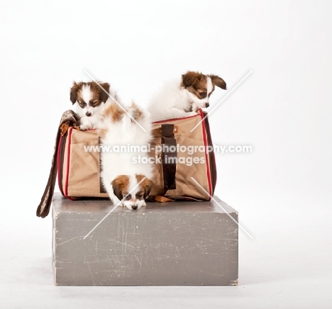 three Papillon puppies getting out of a bag