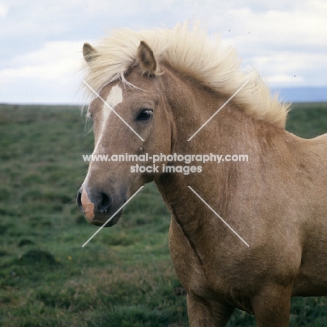 Iceland Horse stallion at Sauderkrokur