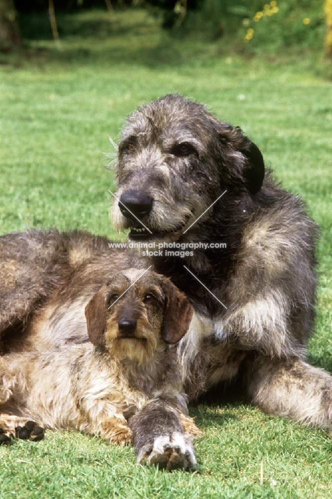 ch sovryn of drakesleat ch sovryn of drakesleat and ch drakesleat easy come, irish wolfhound and min wire dachshund together