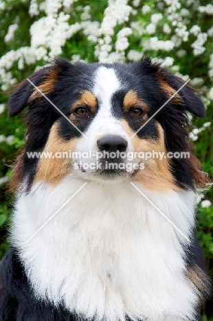 Australian Shepherd Dog near blossom