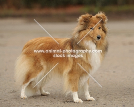 sable Shetland Sheepdog, side view