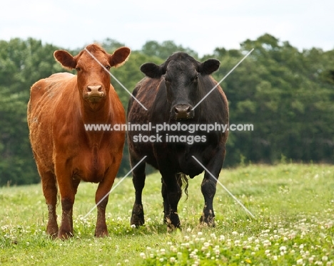 black Aberdeen Angus