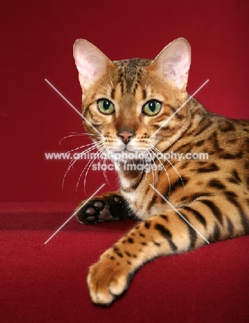 beautiful Bengal on red background