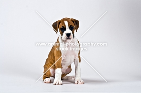 cute Boxer puppy sitting on white background
