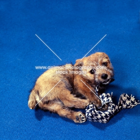 norfolk terrier puppy playing with a toy